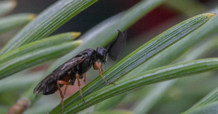 Closterocerus ruforum