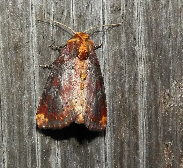 Achatodes