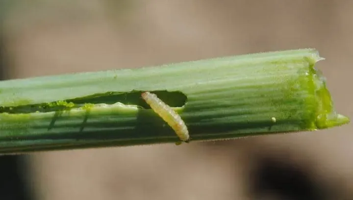 Onion moth