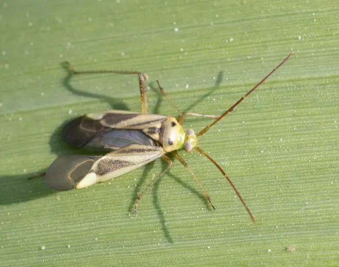 Alfalfa plant bug