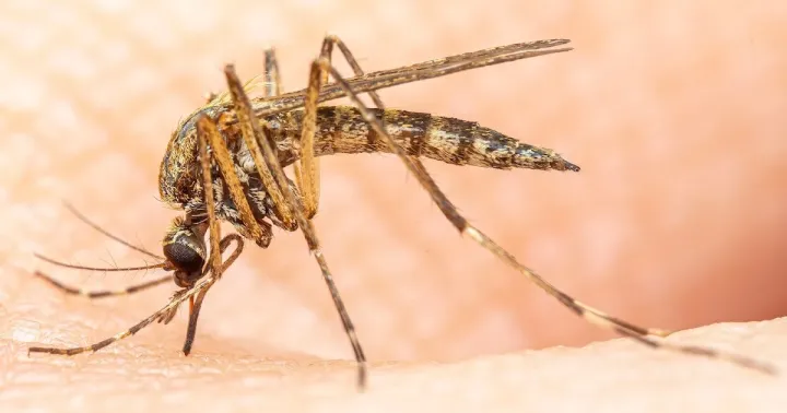 Aedes annulipes