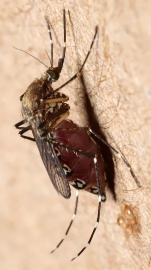 Black salt marsh mosquito