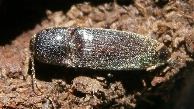 Щелкун Aeolus livens