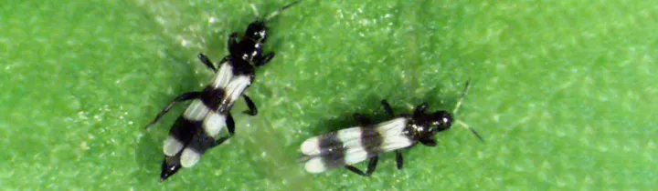 Banded thrips