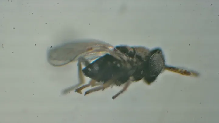 Ageniaspis citricola