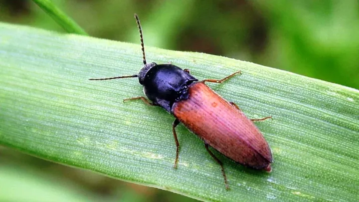 Dark click beetle