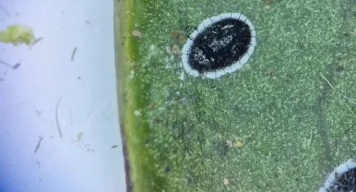 Black citrus whitefly