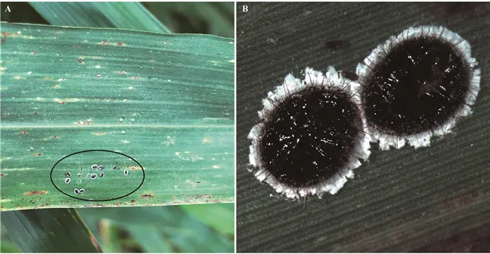 Aleurocanthus obovalis whitefly