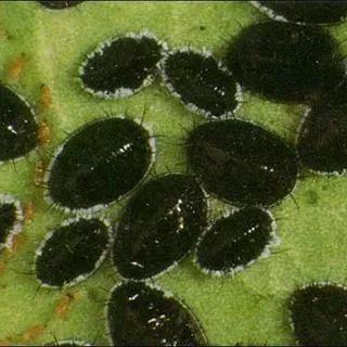 Punjab whitefly