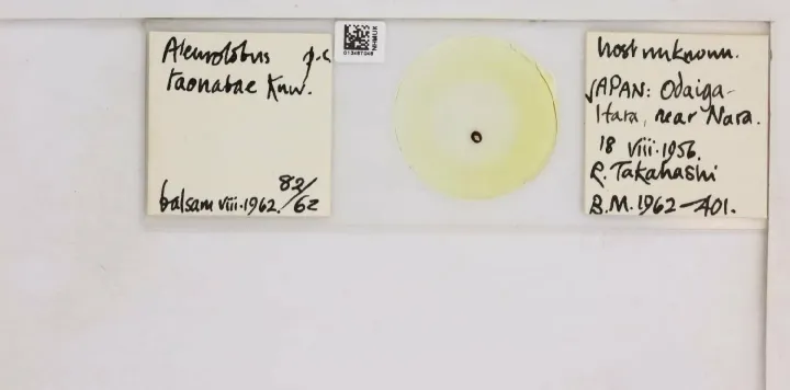 Taonaba whitefly