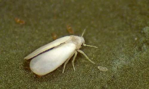 Aleurotrachelus whitefly
