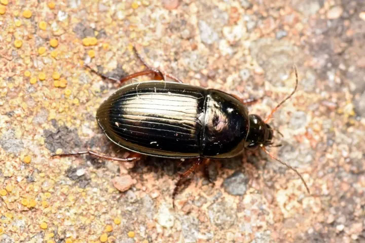Amara