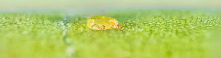 Neoseiulus barkeri