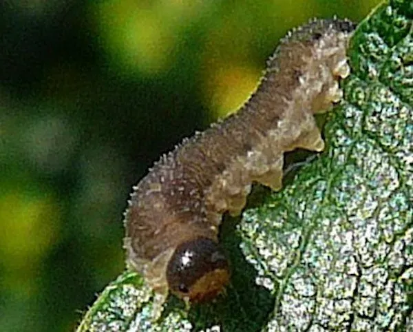 Violet leaf sawfly
