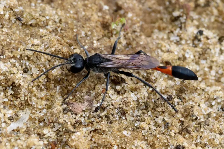 Sand Wasp