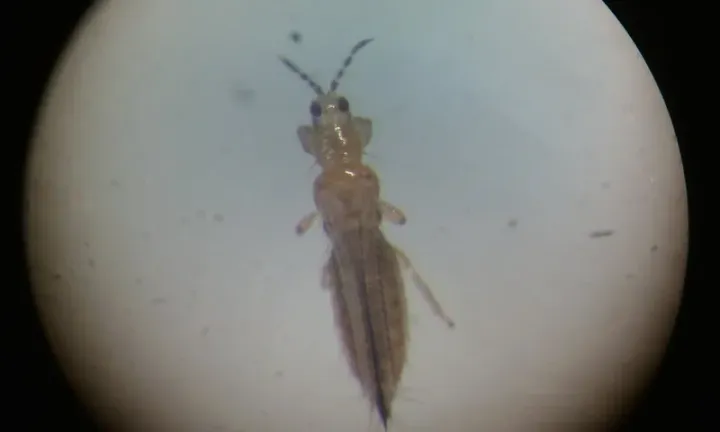 Orchid thrips