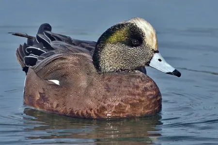 American wigeon