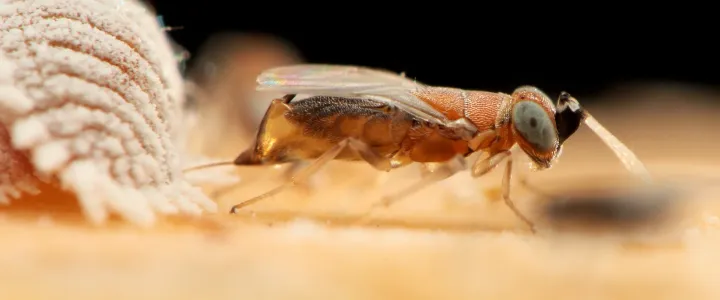 Anagyrus beneficans