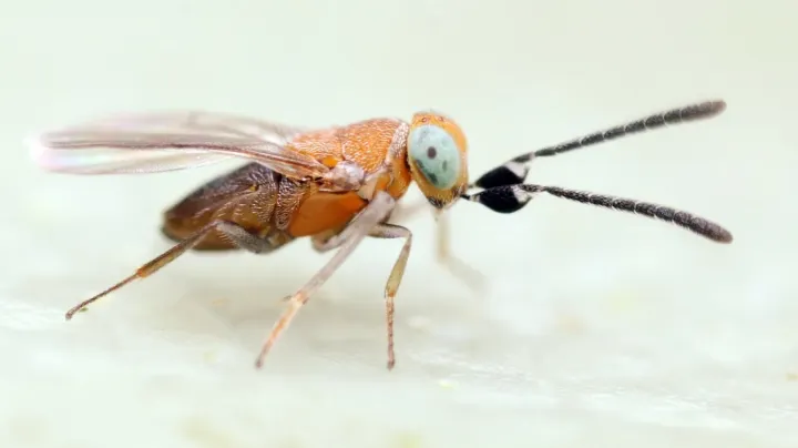Anagyrus fusciventris
