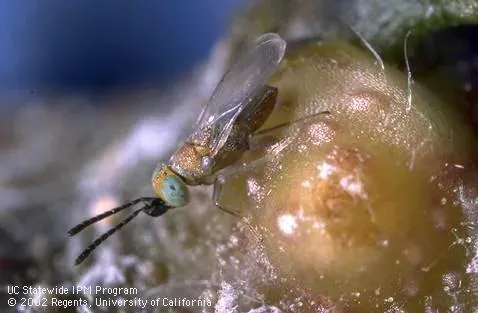 Anagyrus pseudococci