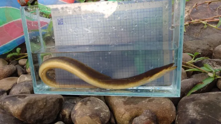 Japanese eel