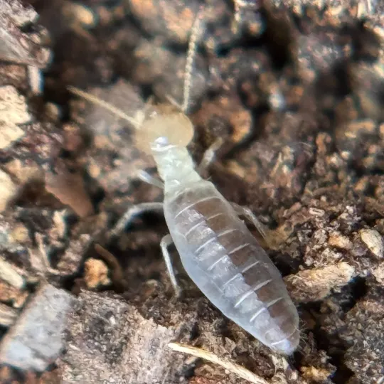 Anoplotermes fumosus