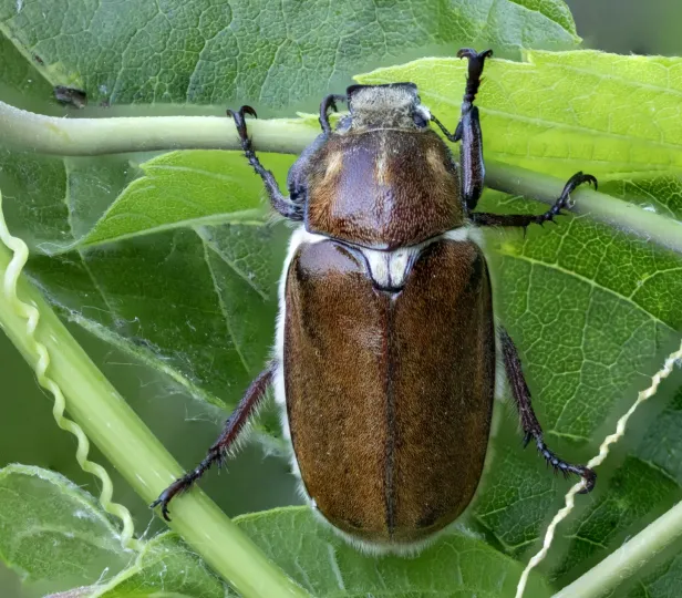 Anoxia villosa