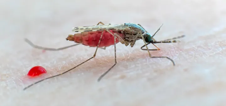 Anopheles funestus