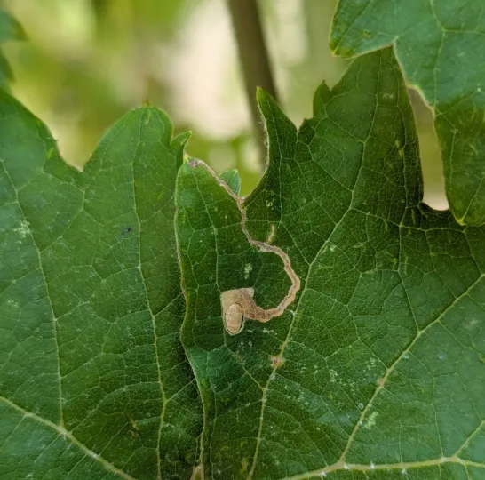 Vine leaf miner