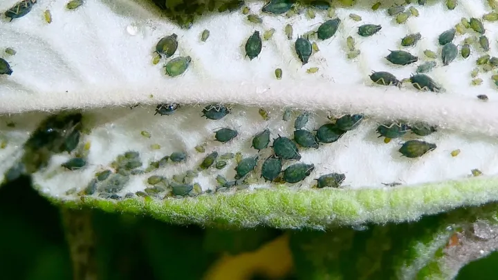 Cotton aphid