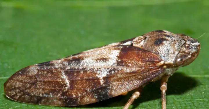 Brown spittlebug