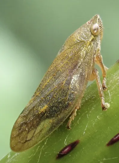 Willow spittlebug
