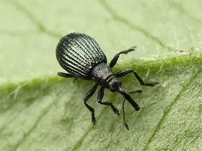 Green clover weevil