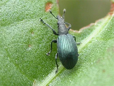 Sorrel seed weevil
