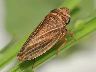 Aphrodes bicinctus