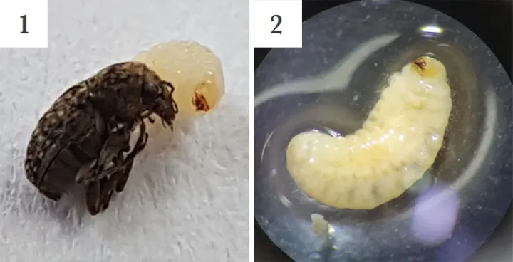 Coffee bean weevil