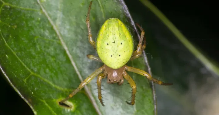 Cucumber green spider