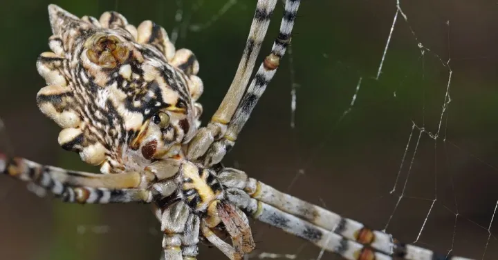 Argiope lobata