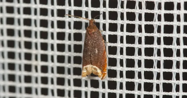 Spruce bud moth