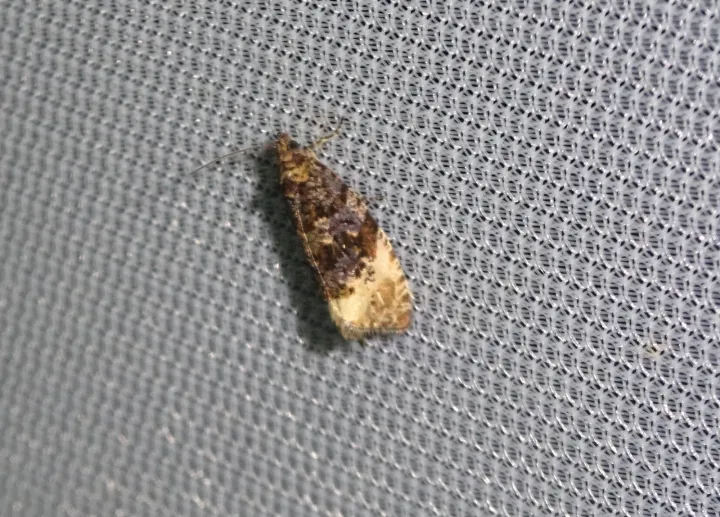 Hedya ochroleucana