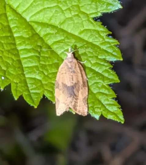 Argyrotaenia franciscana