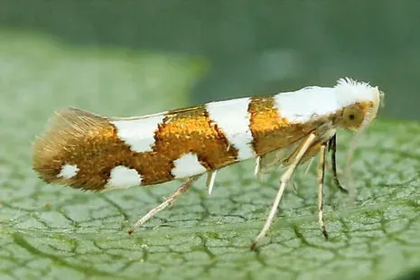 Apple bud moth