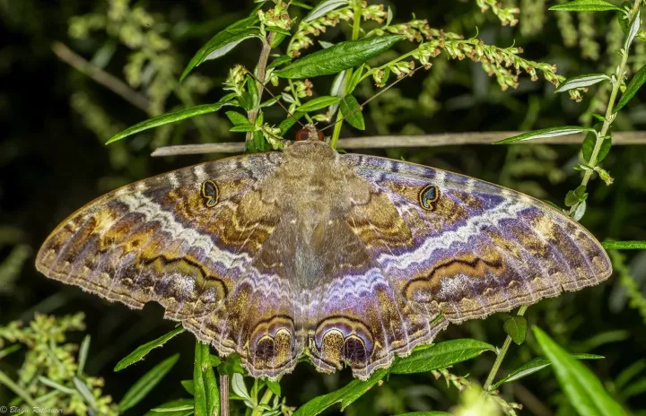 Black witch moth