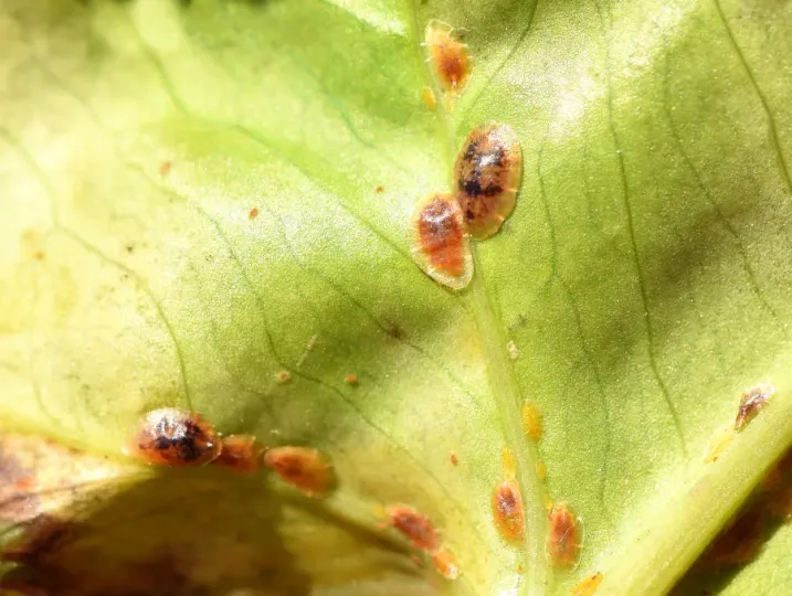 Aspidiella