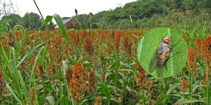 Sorghum shoot fly
