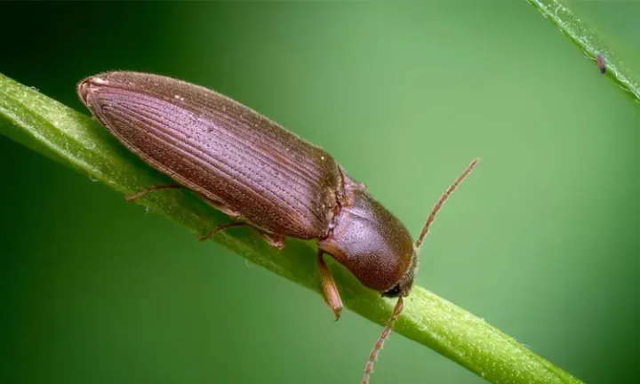 Black click beetle