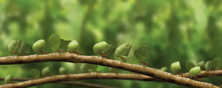 Leaf-cutter ants