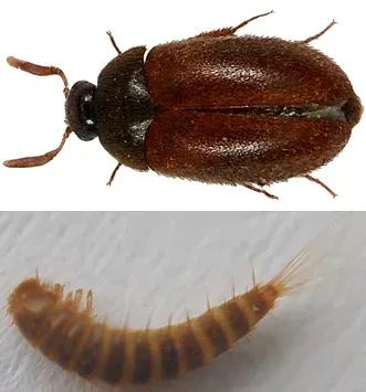 Attagenus elongatulus