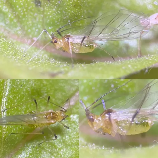 Foxglove aphid