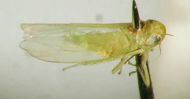 Alfalfa leafhopper